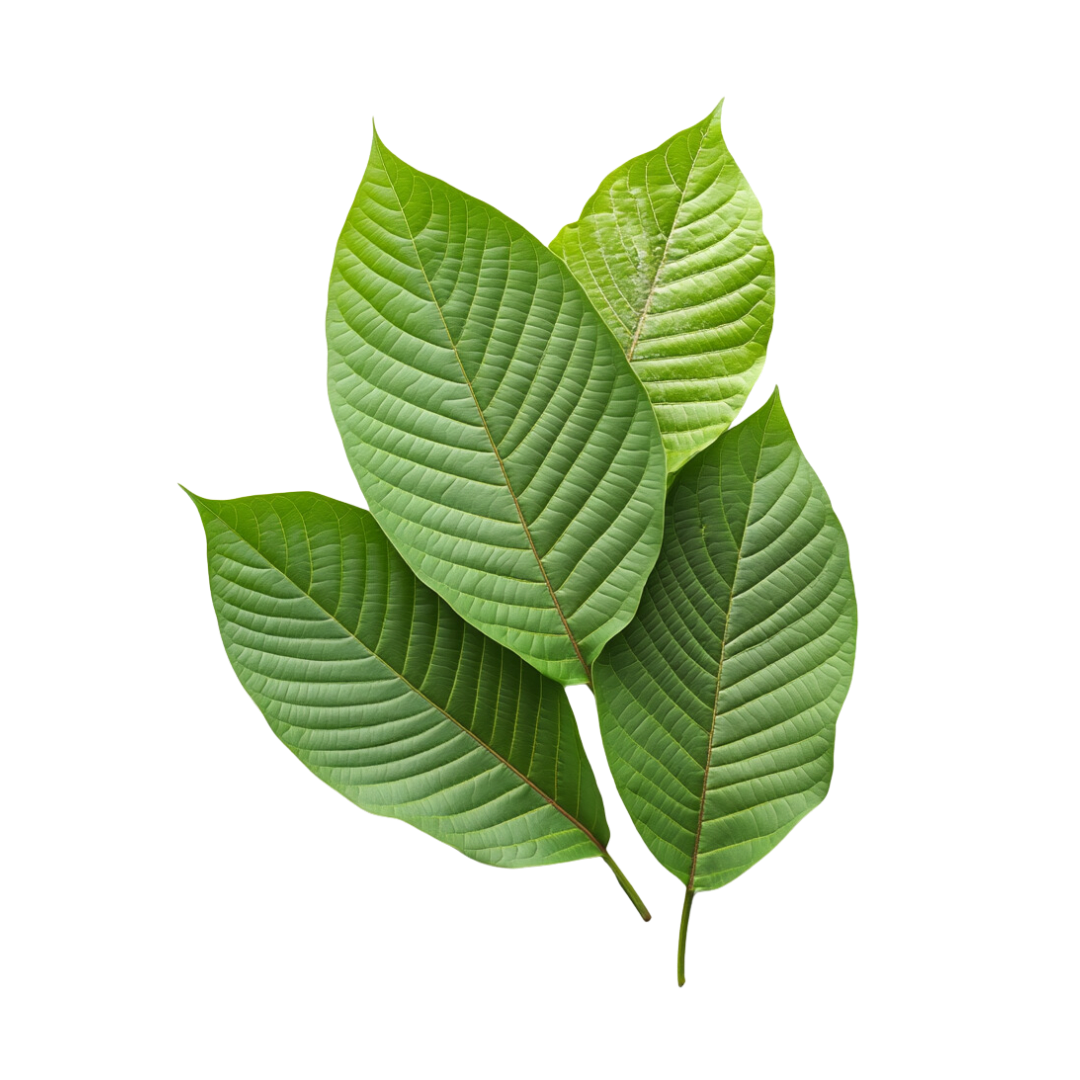 Vibrant green leaves with visible veins against a white background.