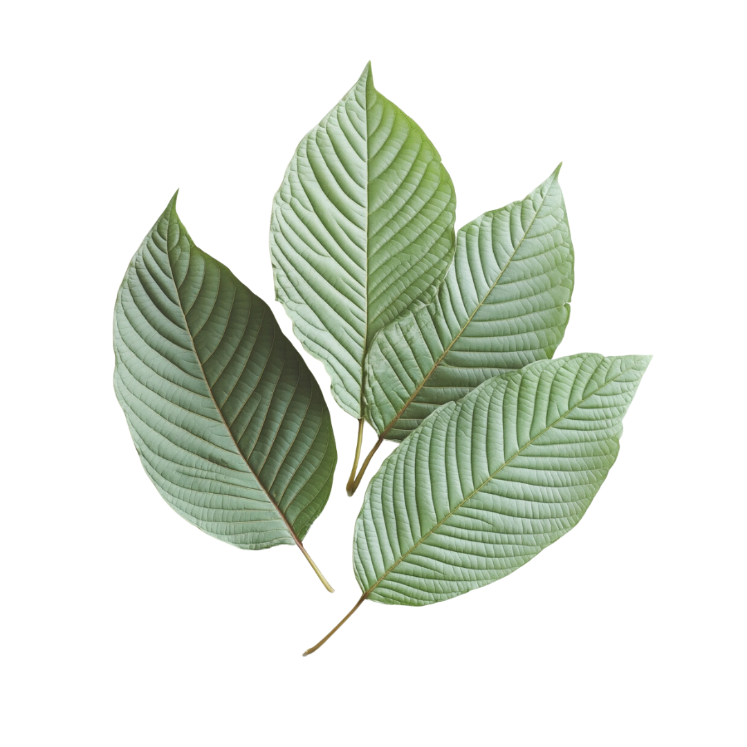 Four green leaves arranged symmetrically on a White background.