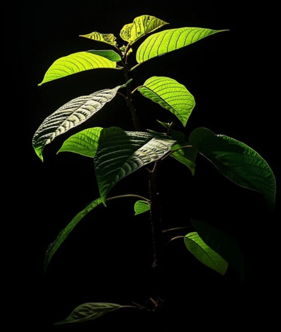 A plant with vibrant green leaves backlit against a dark background.